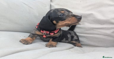 Miniature Dachshund dogs - Advert 4
