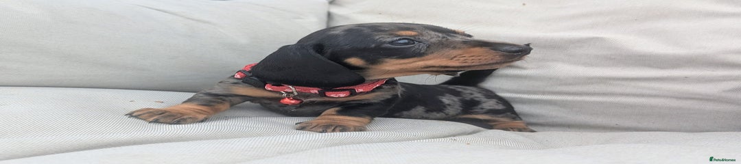 Miniature Dachshund Puppy 1