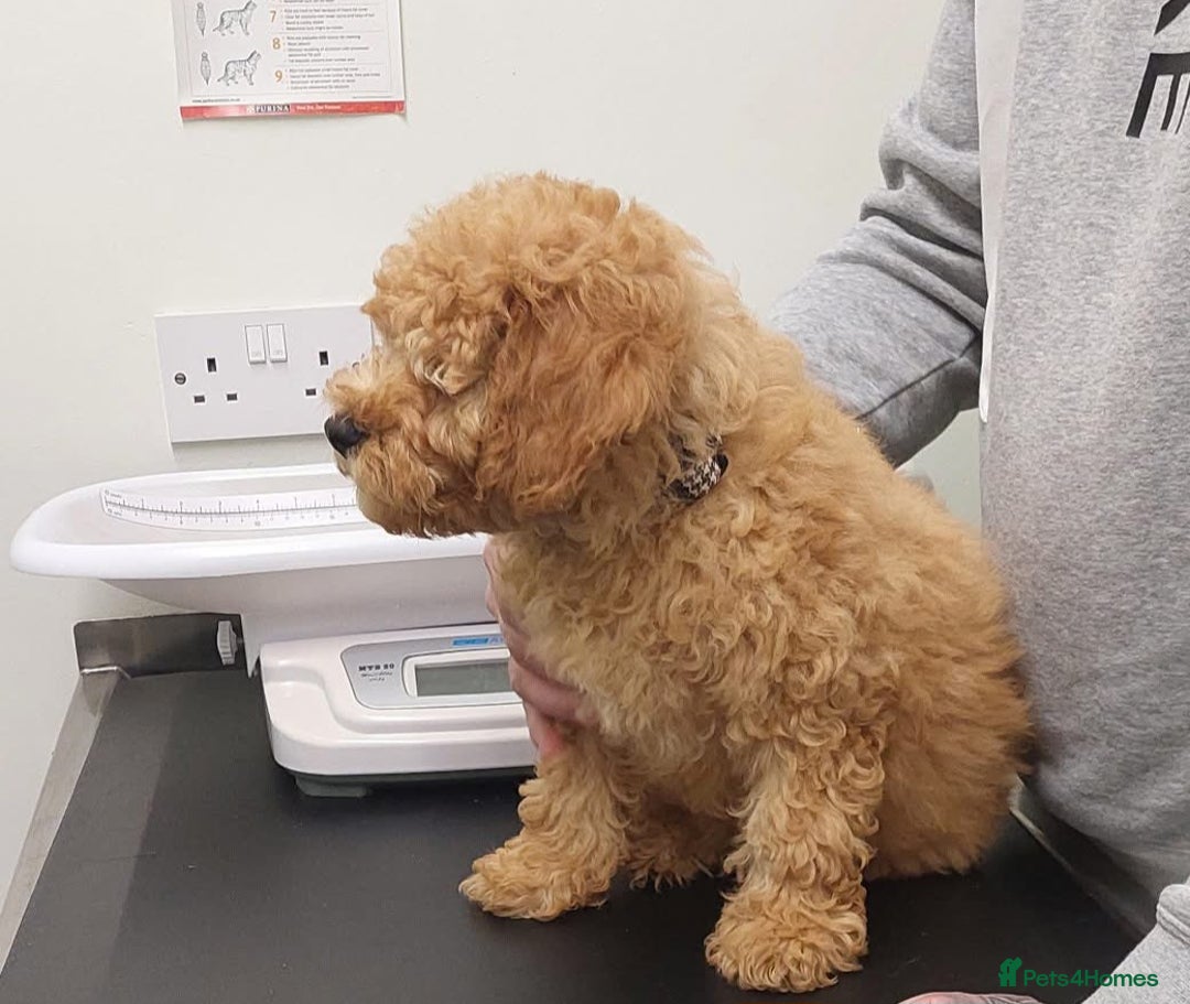 Cavachon dogs for sale: Cavapoochon Boy 16 wks old - Image 7
