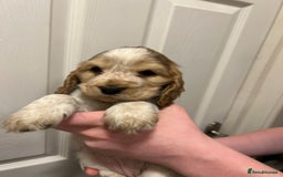 Cocker Spaniel dogs for sale: Gorgeous show type cocker spaniel  - Image 17