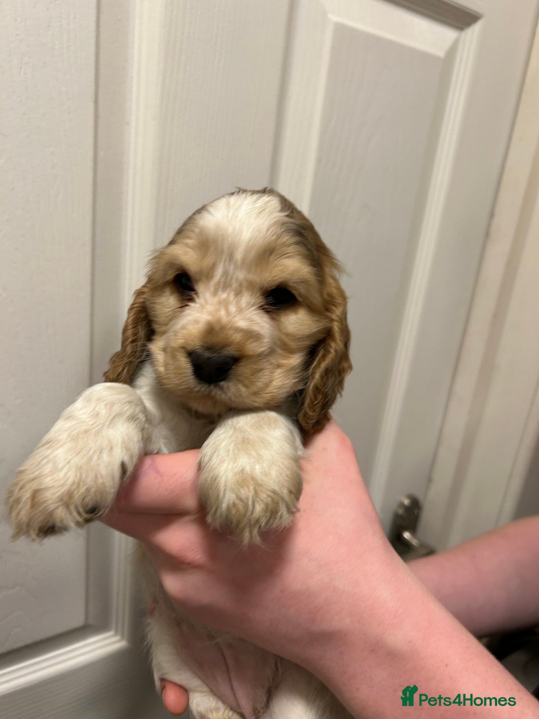Cocker Spaniel dogs for sale: Gorgeous show type cocker spaniel  - Image 17