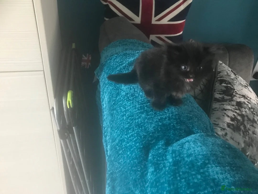 Mixed Breed cats for sale: 4 kittens for sale - Advert 1