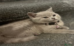 British Shorthair cats for sale: Beautiful  lilac and blue kittens 2 boys 1 girl - Image 11