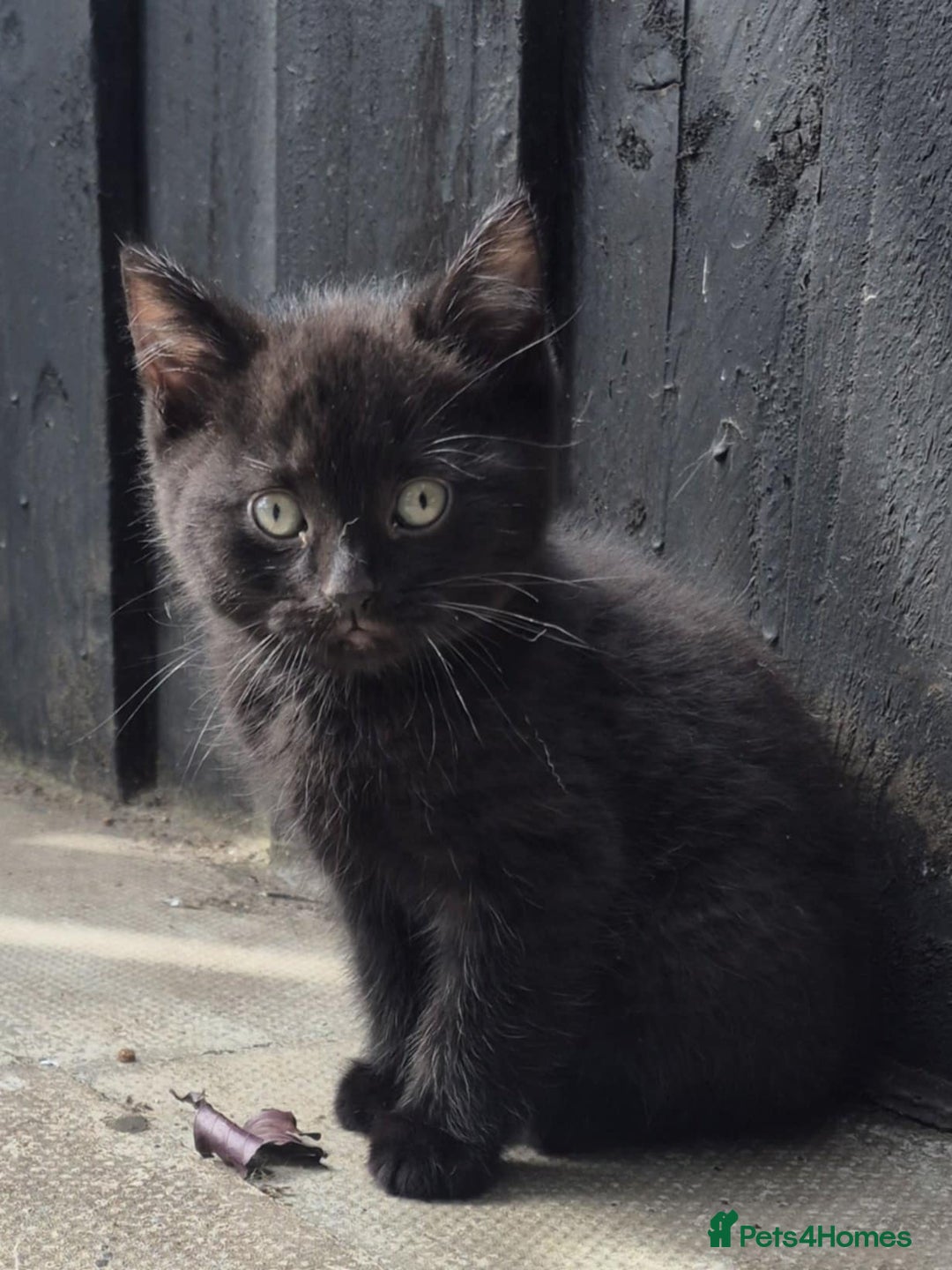 British Shorthair cats for sale: Beautiful male BSHx - Image 2