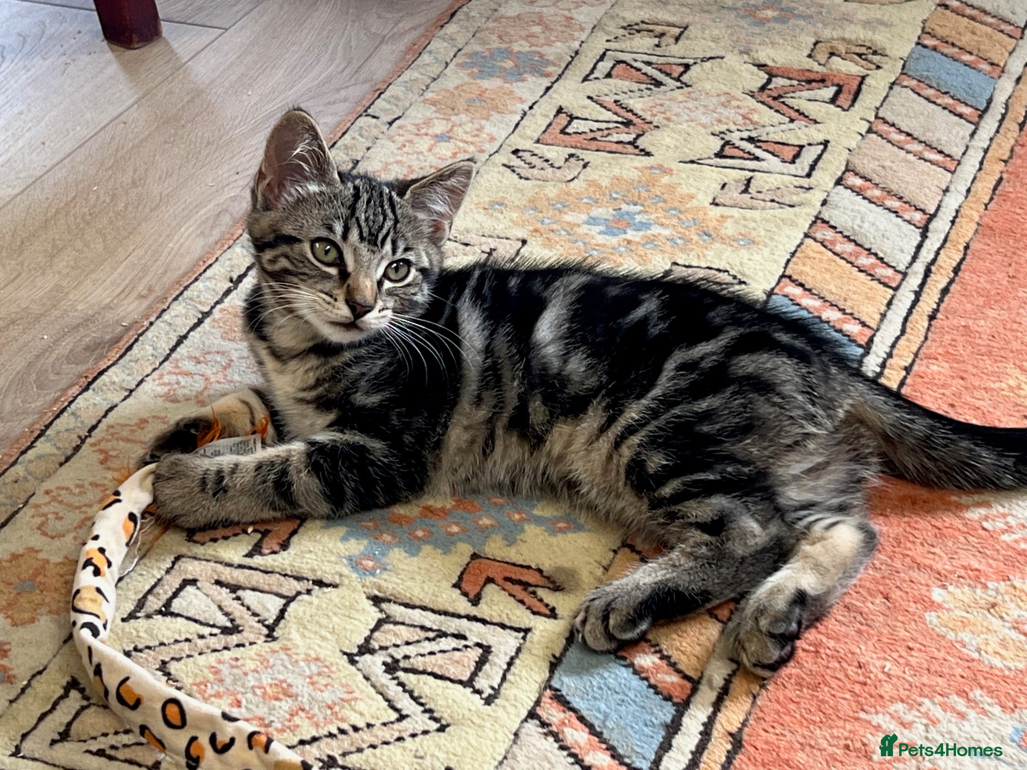 Mixed Breed cats Black tabby girl - Advert 3