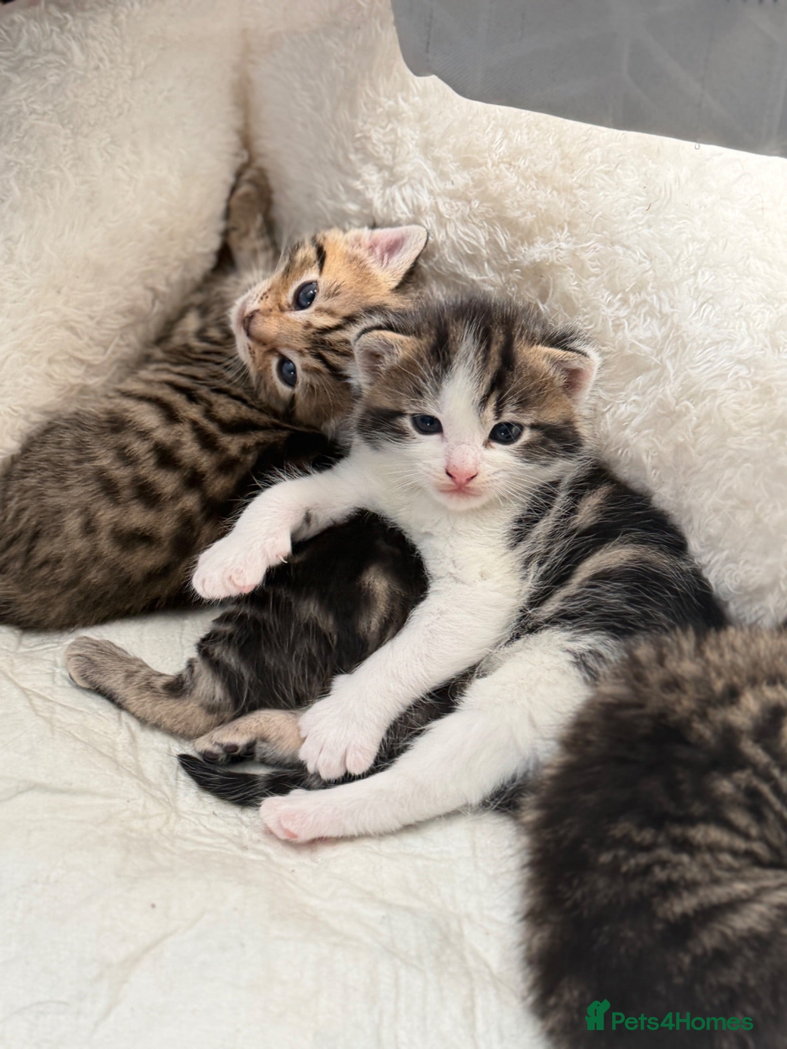 Mixed Breed cats 4 striped kittens - Advert 2