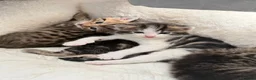 Mixed Breed cats for sale: 4 striped kittens - Advert 6