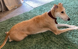 Lurcher dogs for sale: Last girl puppy available now. 💗 - Image 6