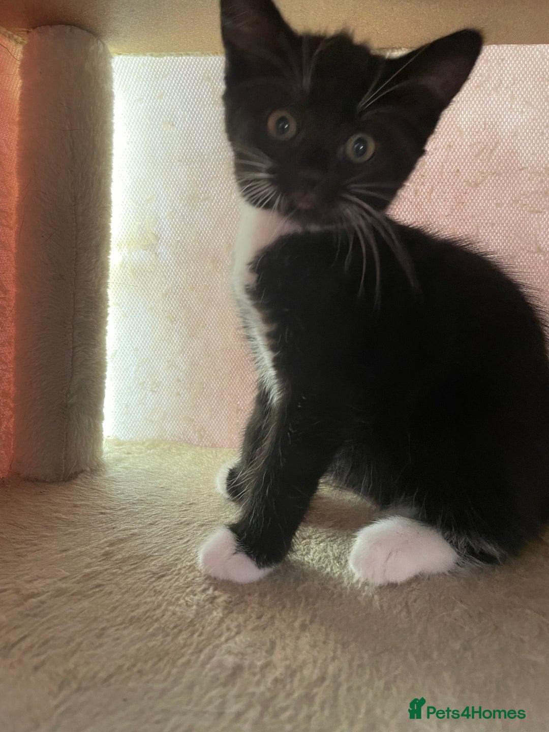 Mixed Breed cats for sale: Beautiful kitties looking for their forever homes. - Image 6