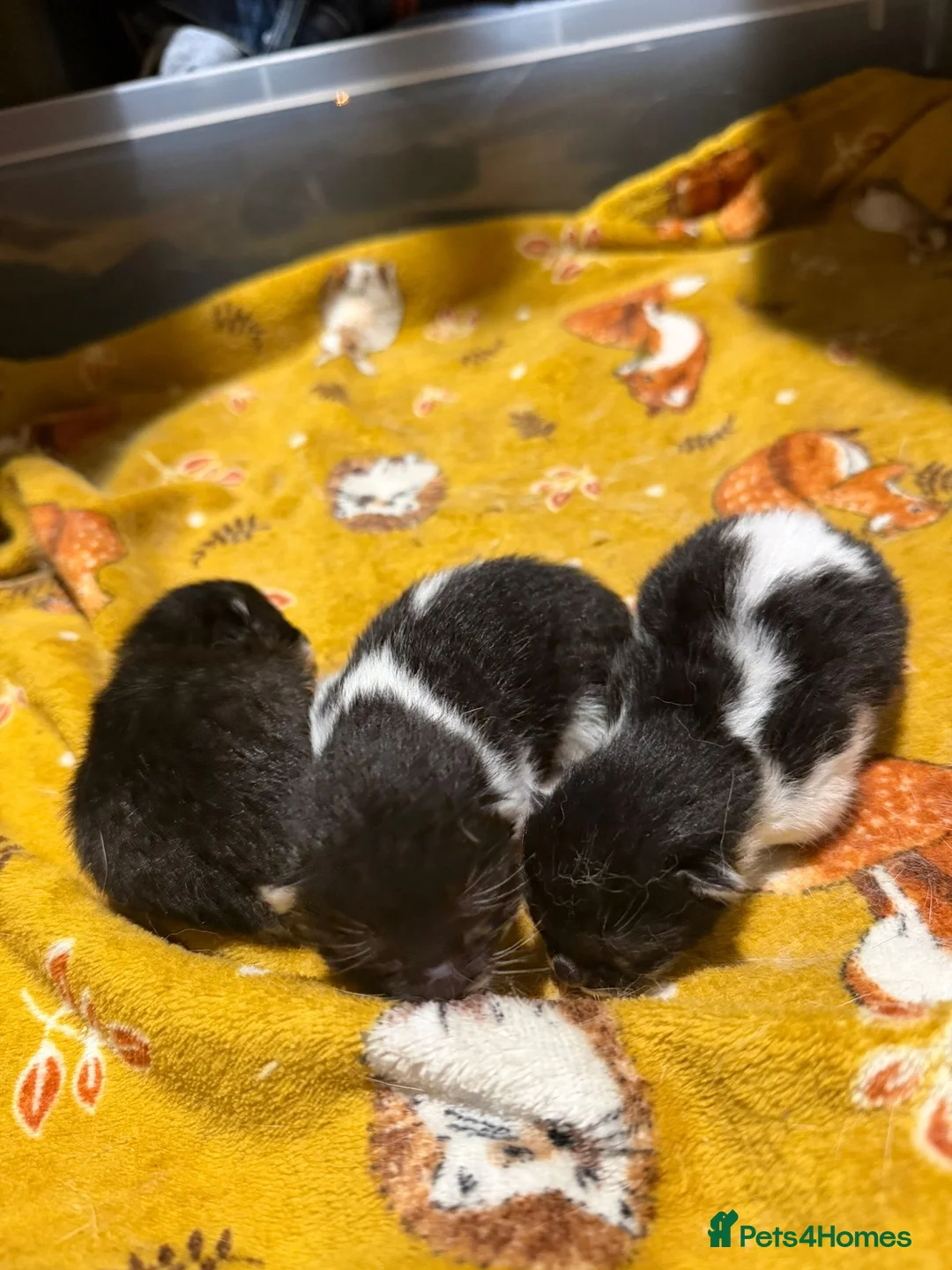 Mixed Breed cats for sale: Two kittens left  - Advert 10