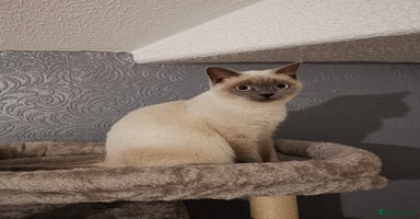 British Shorthair cats - Advert 12