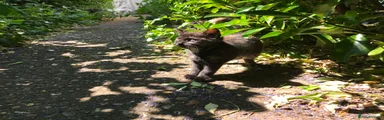 Domestic Shorthair Kitten 2