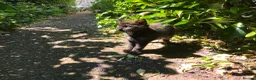 Domestic Shorthair cats for sale: Kittens For Their Next Journey - Advert 2