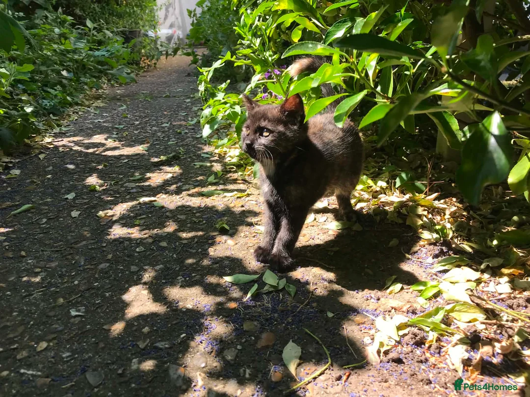 Domestic Shorthair cats for sale: Kittens For Their Next Journey - Advert 2