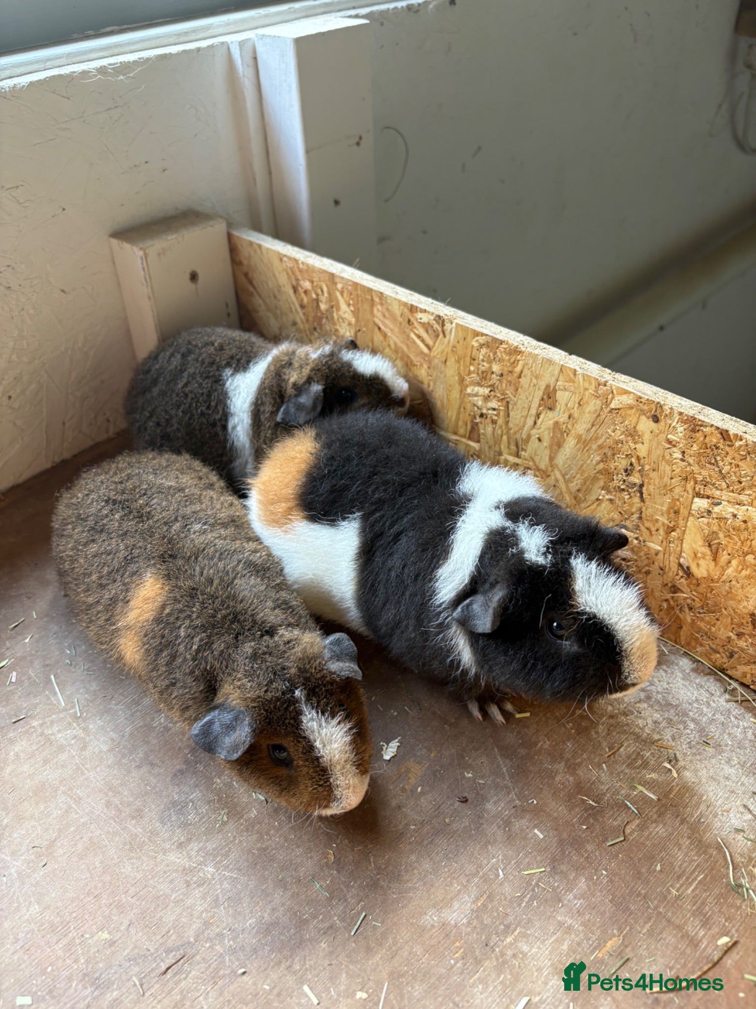 Guinea Pig rodents Teddy guinea pigs  - Advert 1