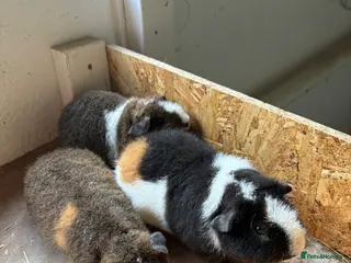 Guinea Pig rodents Teddy guinea pigs - Advert 1