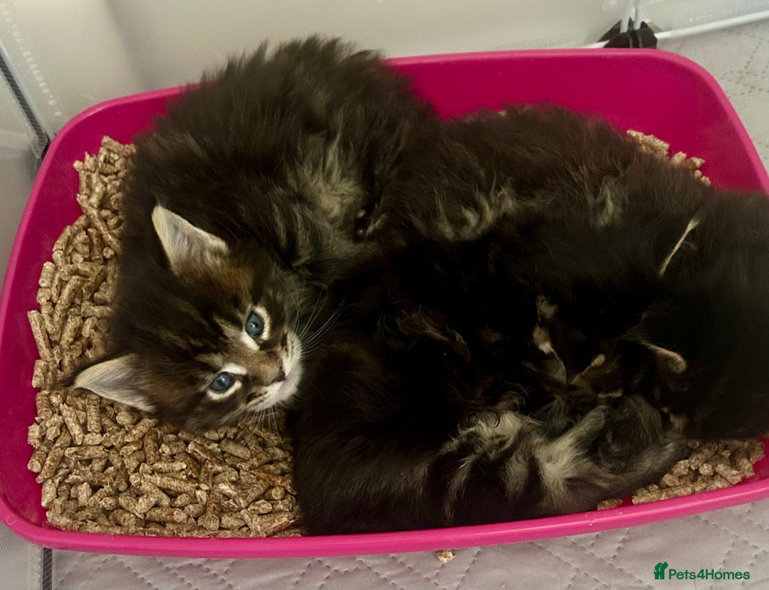 Maine Coon cats for sale: GCCF reg Maine Coon Kittens Stunning Tabby litter - Image 22