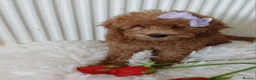 Miniature Poodle dogs for sale: Fox Red and Red puppies Boys and Girls available. - Advert 9