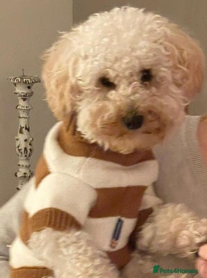 Toy Poodle dogs Great Toy poodle Girl - Advert 12