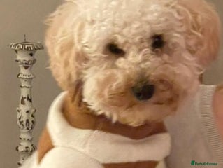 Toy Poodle dogs Great Toy poodle Girl - Advert 11