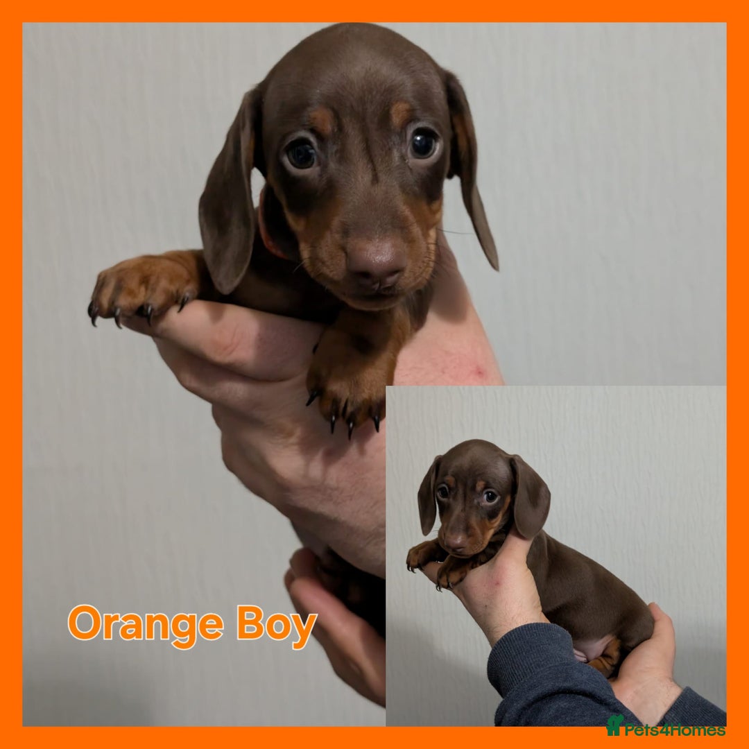 Miniature Dachshund dogs for sale: Kc reg miniture dachshund puppies for sale - Advert 18