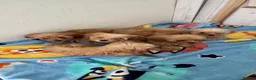 Maltipoo dogs for sale: Multipoo  - Advert 4