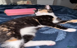 British Shorthair cats for sale: Female kitten - Image 1