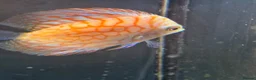 Discus fish for sale: Discus for sale - Advert 6