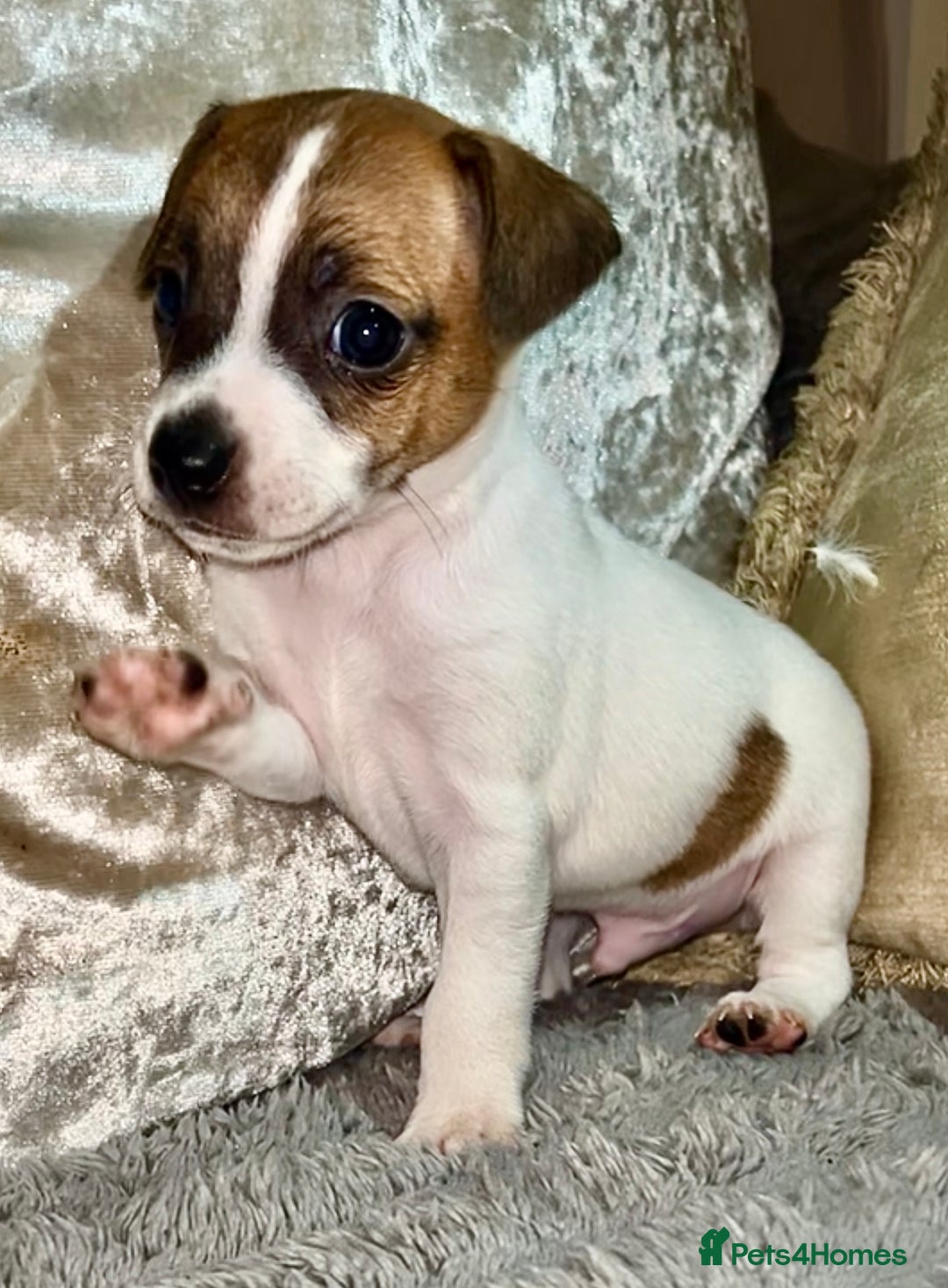 Jack Russell dogs for sale: Miniature jack Russel puppies ready for new home ! - Advert 3