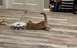 Bengal cats for sale: Beautiful 5 Generation Pedigree Kittens in London  - Image 2