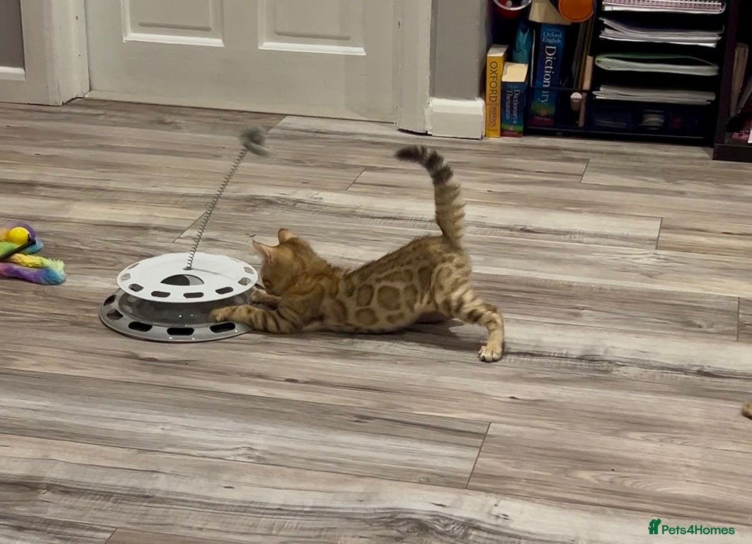 Bengal cats for sale: Beautiful 5 Generation Pedigree Kittens in London  - Image 2