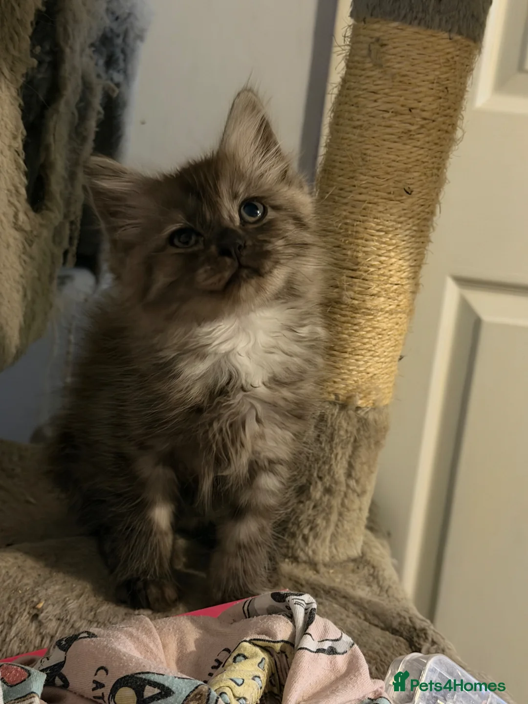 Ragdoll cats for sale: Ragdoll cross kittens 2 beautiful boys  - Advert 6