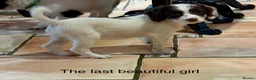 Sproodle dogs for sale: Sproodle Puppies from experienced, licensed breedr - Advert 6