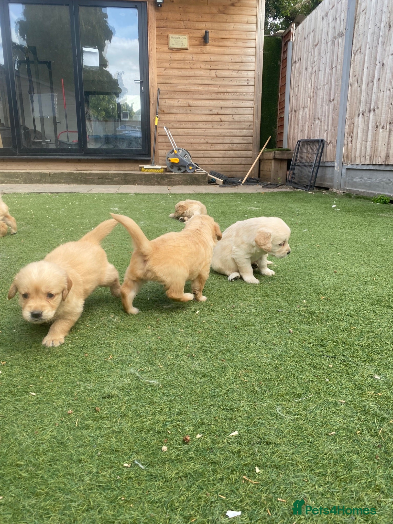 Golden Retriever dogs KC REGISTERED ®️ 5 STAR ⭐️ GOLDEN PUPPIES 🐶  - Advert 2