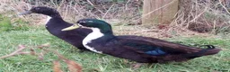 Ducks poultry for sale: Rare Shetland Ducklings for sale in Bolton - Advert 3