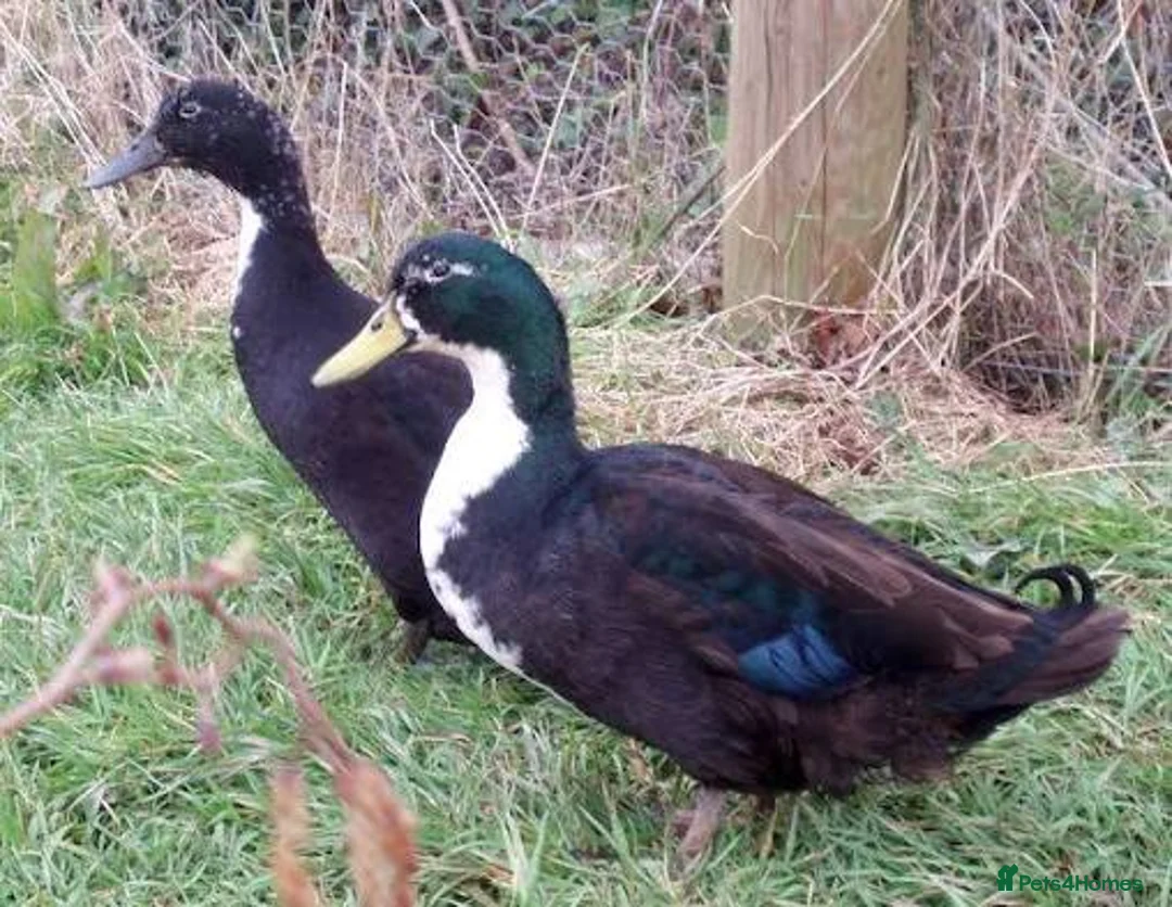 Ducks poultry for sale: Rare Shetland Ducklings for sale in Bolton - Advert 3