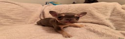 French Bulldog dogs for sale: French bulldog puppys - Advert 12