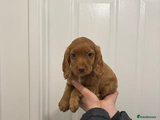 Cocker Spaniel dogs PEDIGREE WORKING COCKER SPANIEL PUPPIES - Advert 3