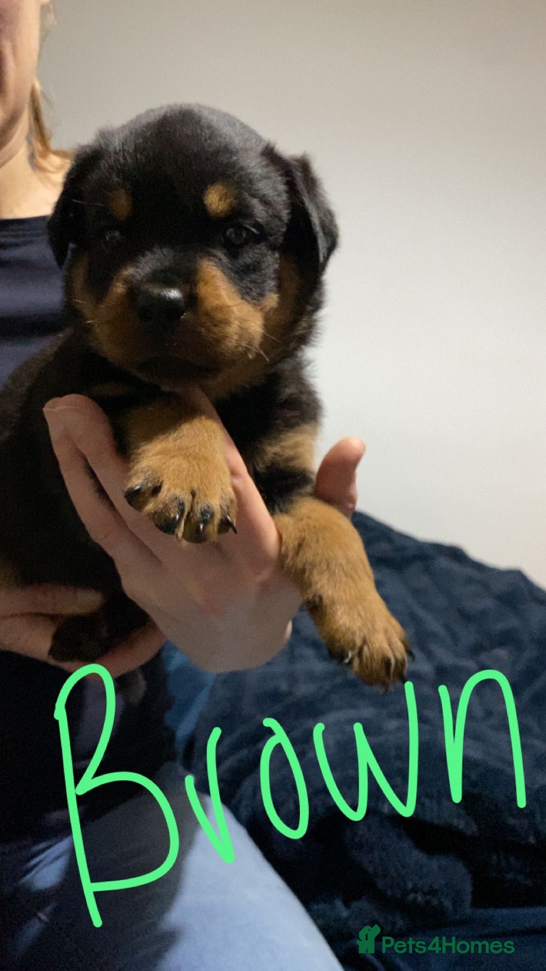 Rottweiler dogs for sale: Kc reg stunning rottweiler puppies - Advert 4