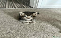 Mixed Breed cats for sale: Mixed breed cats  - Image 16