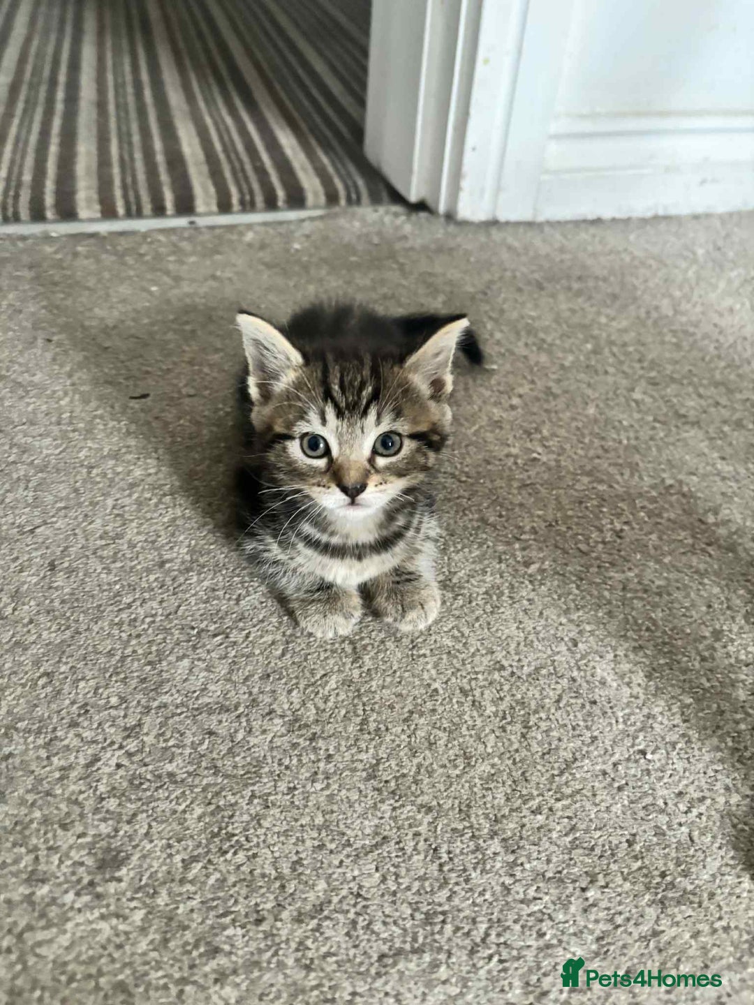 Mixed Breed cats for sale: Mixed breed cats  - Image 16