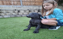 Labrador Retriever dogs for sale: ONLY 2 LEFT. Beautiful Healthy Labrador Puppies - Image 22