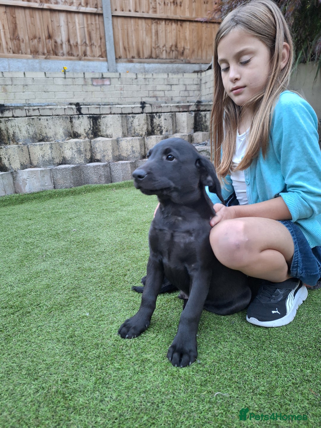 Labrador Retriever dogs for sale: ONLY 2 LEFT. Beautiful Healthy Labrador Puppies - Image 22