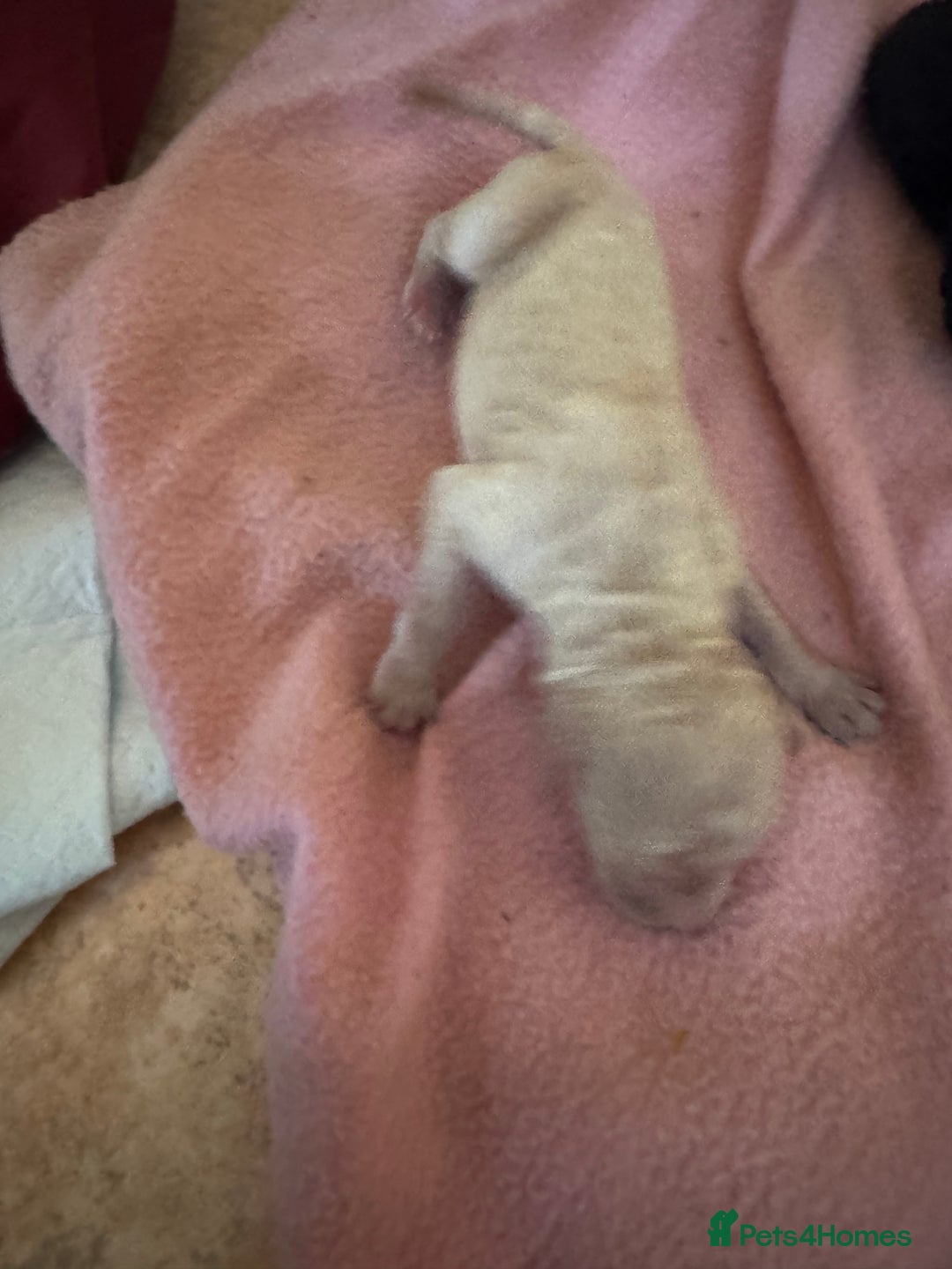 Standard Poodle dogs for sale: Pure Bred Standard Poodle Puppies – £950 - Advert 3