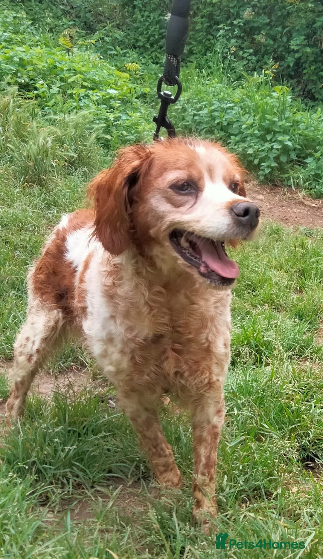 Brittany Spaniel dogs for adoption: Quira in Ilfracombe - Advert 8