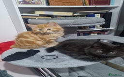 Turkish Angora cats for sale: Beautiful Fluffy Kittens Looking for Loving Homes - Image 35