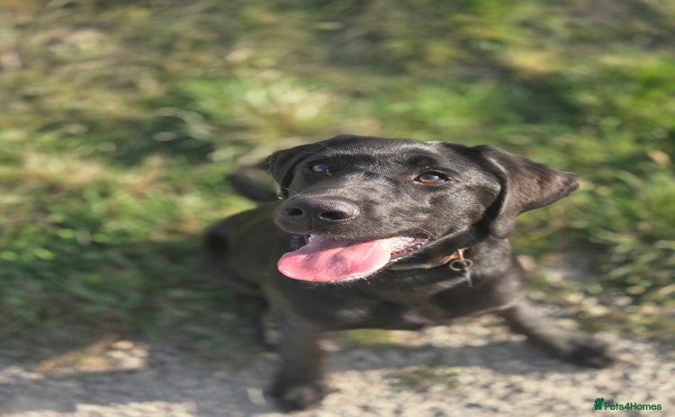 Labrador Retriever dogs - Advert 12