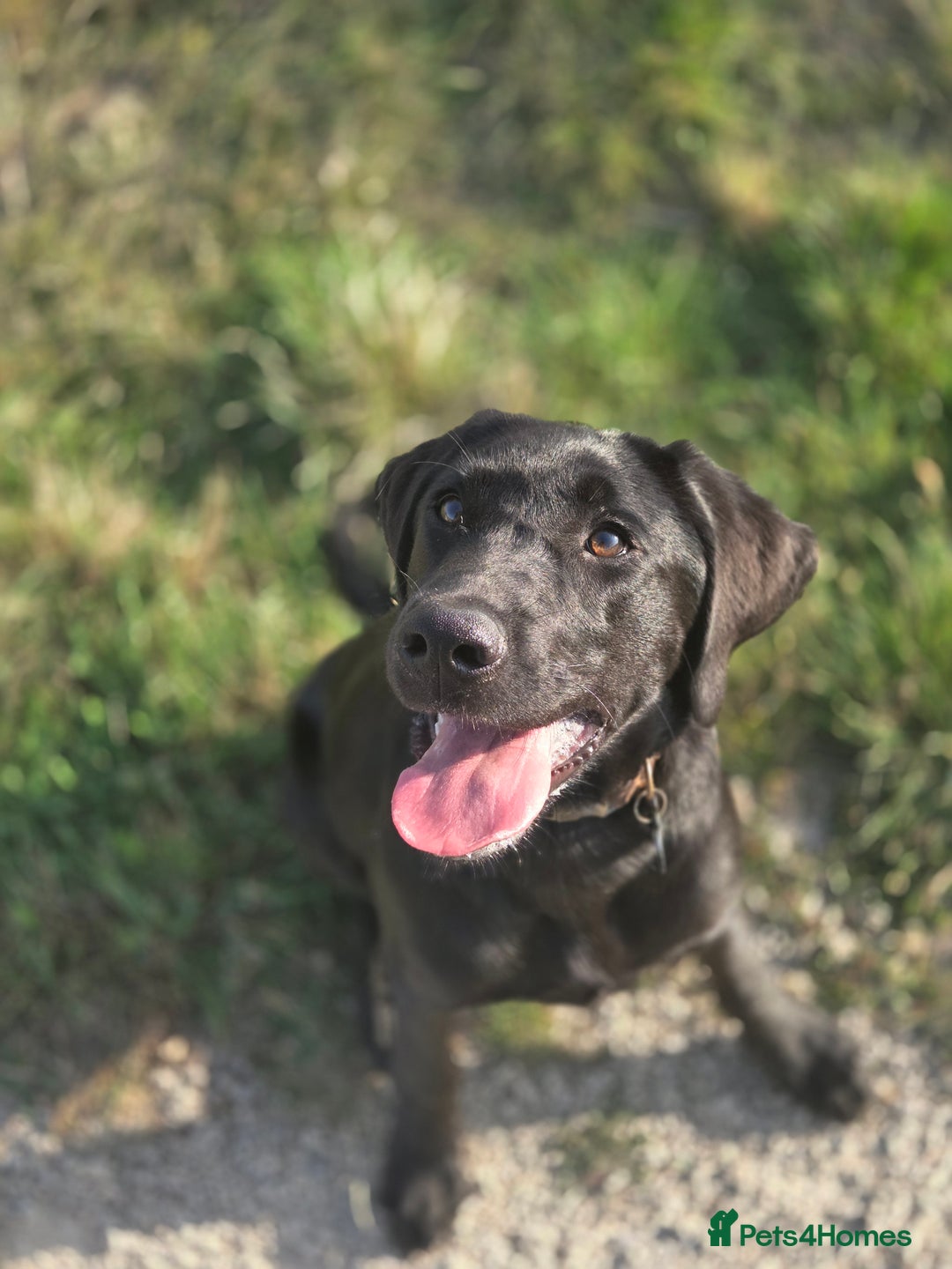Labrador Retriever dogs for sale: 4 month old lab  - Image 1