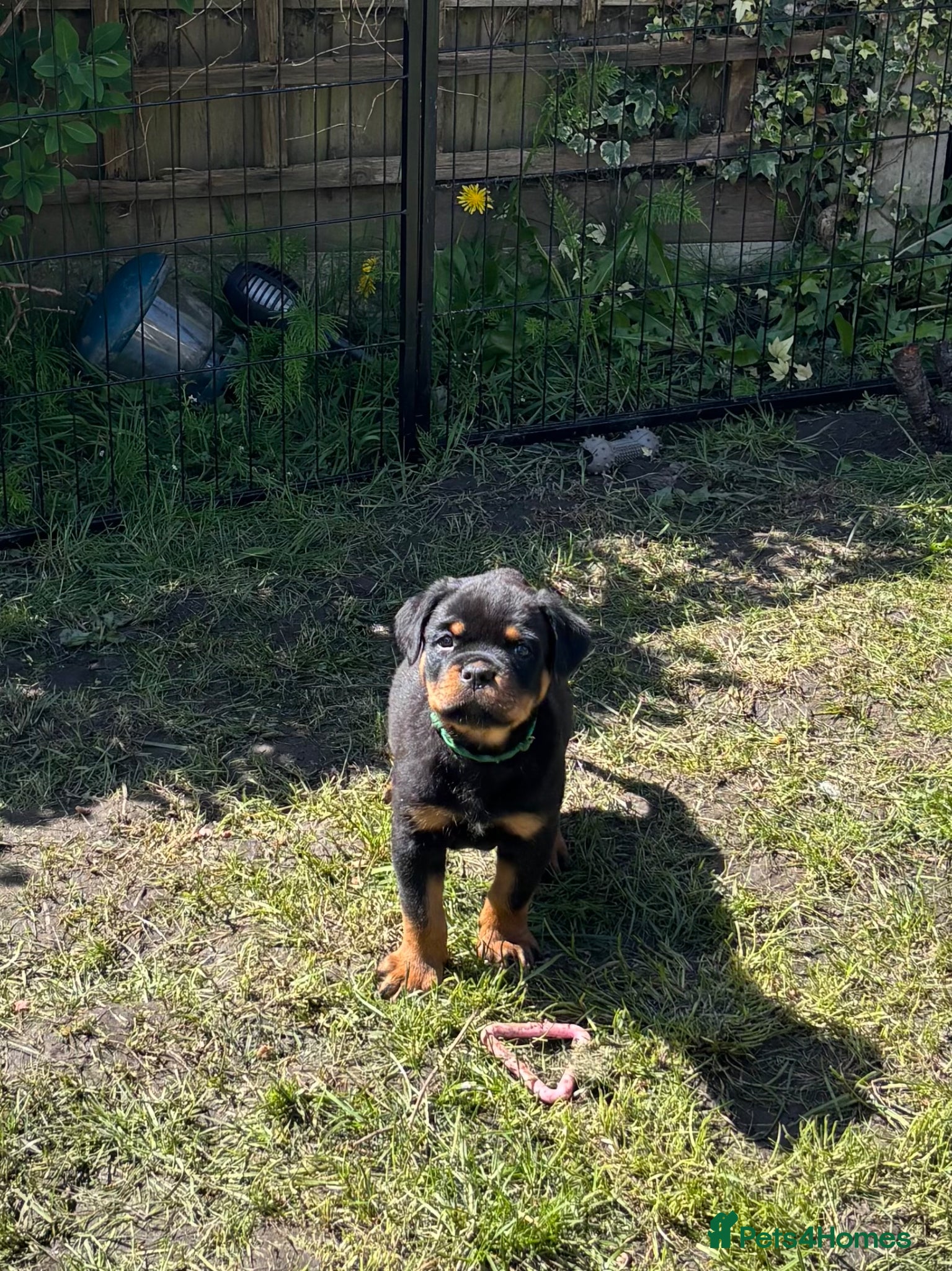 Rottweiler dogs Beautiful Health Tested Rottie Pups Available - Advert 1