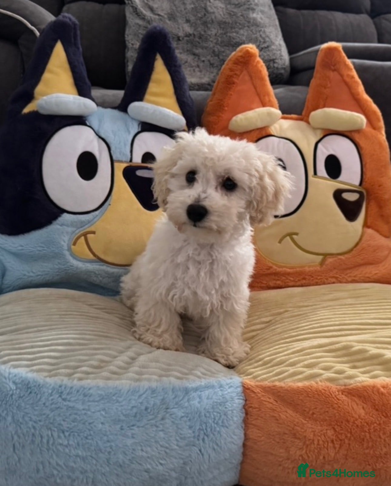Maltipoo dogs Multipoo/boy - Advert 1